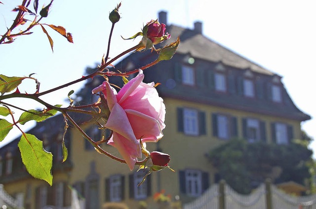 Betrend duftende Pracht erwartet die Besucher im Schlossgarten.   | Foto: S. Mller