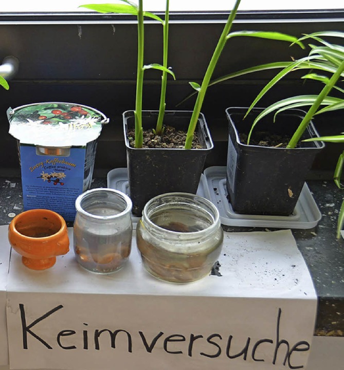 Experimente mit Pflanzen  | Foto: Babeck-Reinsch