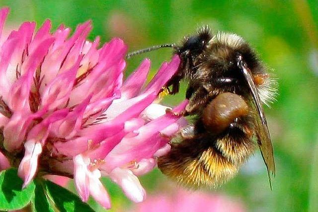 Fast die Hälfte aller Wildbienen ist bedroht