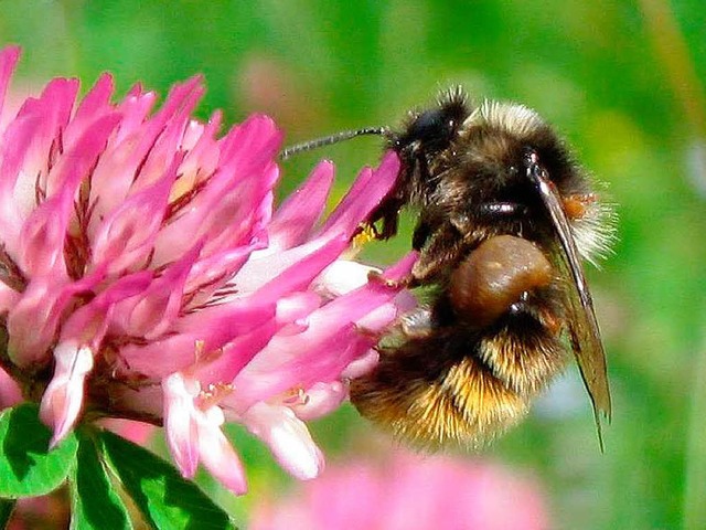 Wildbiene auf Nahrungssuche  | Foto: dpa