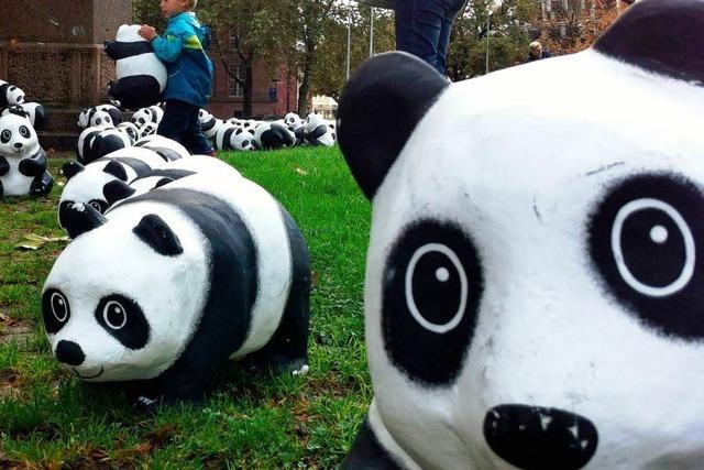 WWF wirbt mit einer Bande Pandas auf Freiburger Rasen