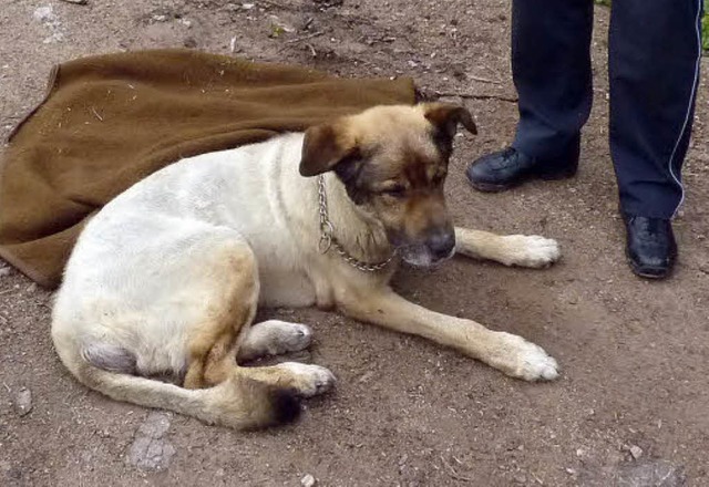 Diesen Schferhundmischling fand die P...z. Wie er dorthin kam, ist ungeklrt.   | Foto: Polizei