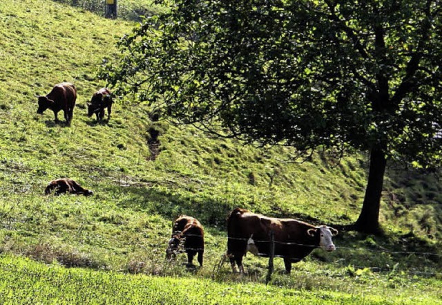 Noch sind die meisten Rinder auf den H...h der Weideabtriebstermin rckt nher.  | Foto: Rolf-Dieter Kanmacher