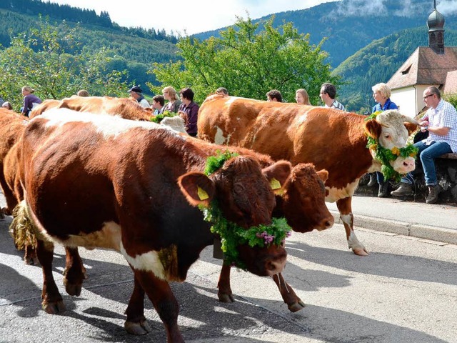 Viehabtrieb in Oberried  | Foto: Alexan drea Wehrle