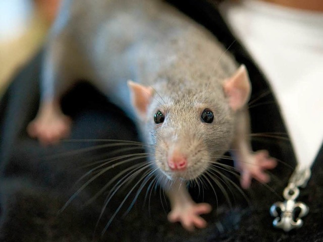 Ratten auf der Jagd nach Sprengstoff und Drogen?   | Foto: dpa