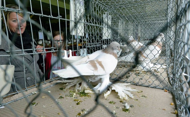 Auer Kaninchen gab es auch zahlreiche Tauben zu bestaunen.  | Foto: Michael Bamberger