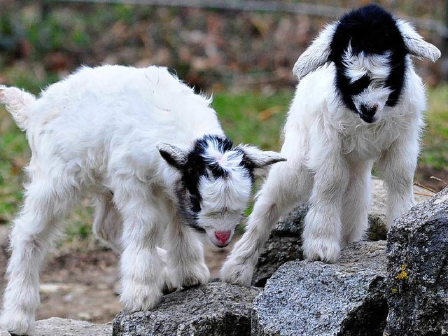 Junge Ziegen sind am Gifizsee Opfer von Tierqulern geworden (Symbolbild).  | Foto: Thomas Kunz