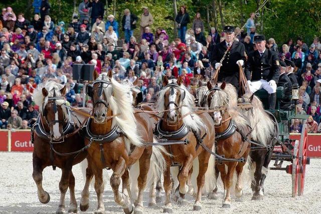 Hengstparade in Marbach: 25000 Besucher sind mit dabei