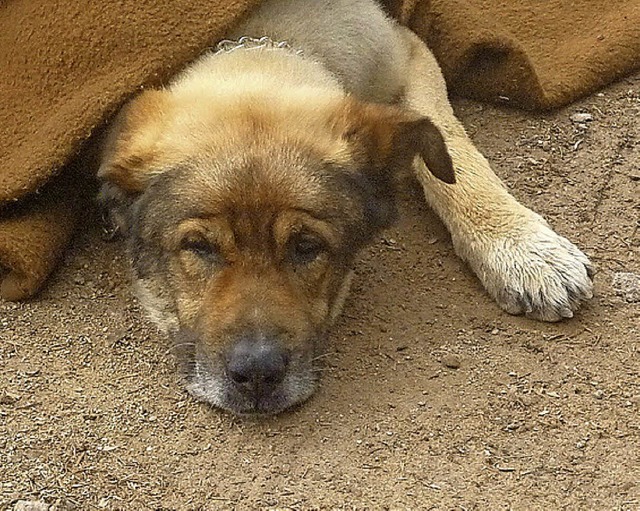 Balu war weg, ist jetzt aber wieder bei seinem Frauchen.   | Foto: polizei