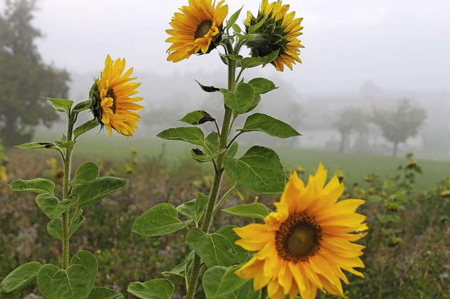   | Foto: Liebwein Cornelia