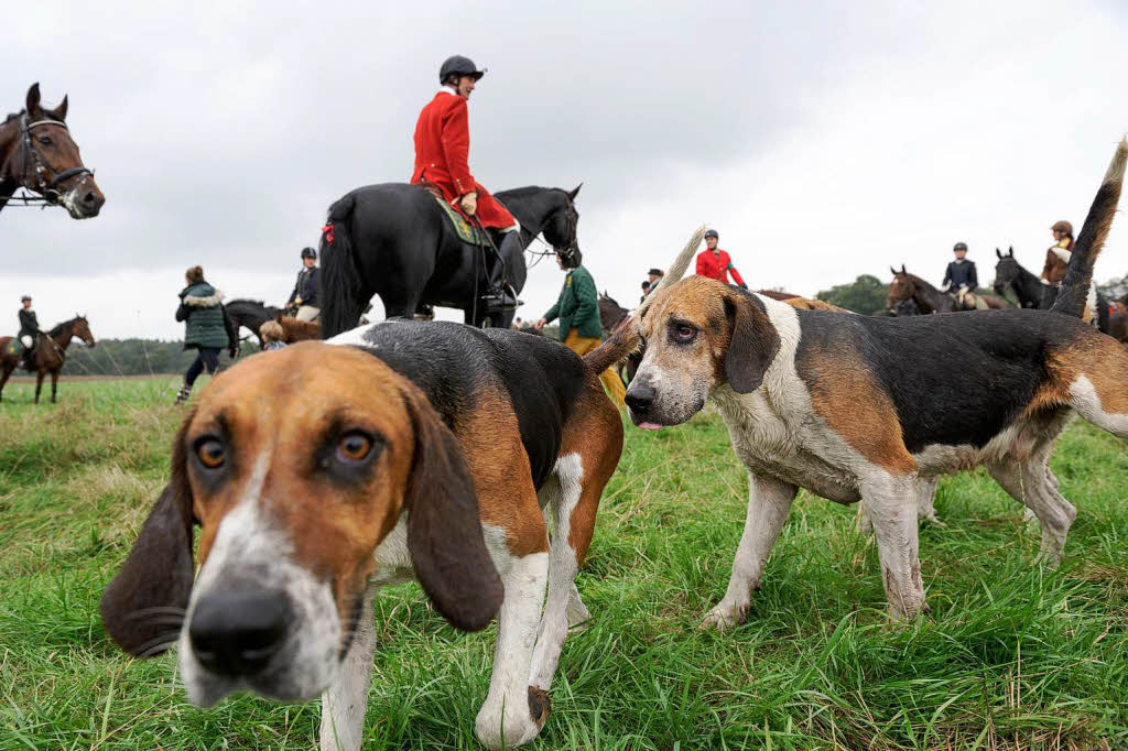 Jagdhunde bei einer Schleppjagd in Niedersachsen. Jagdhunde bei einer Schleppjagd in Niedersachsen.