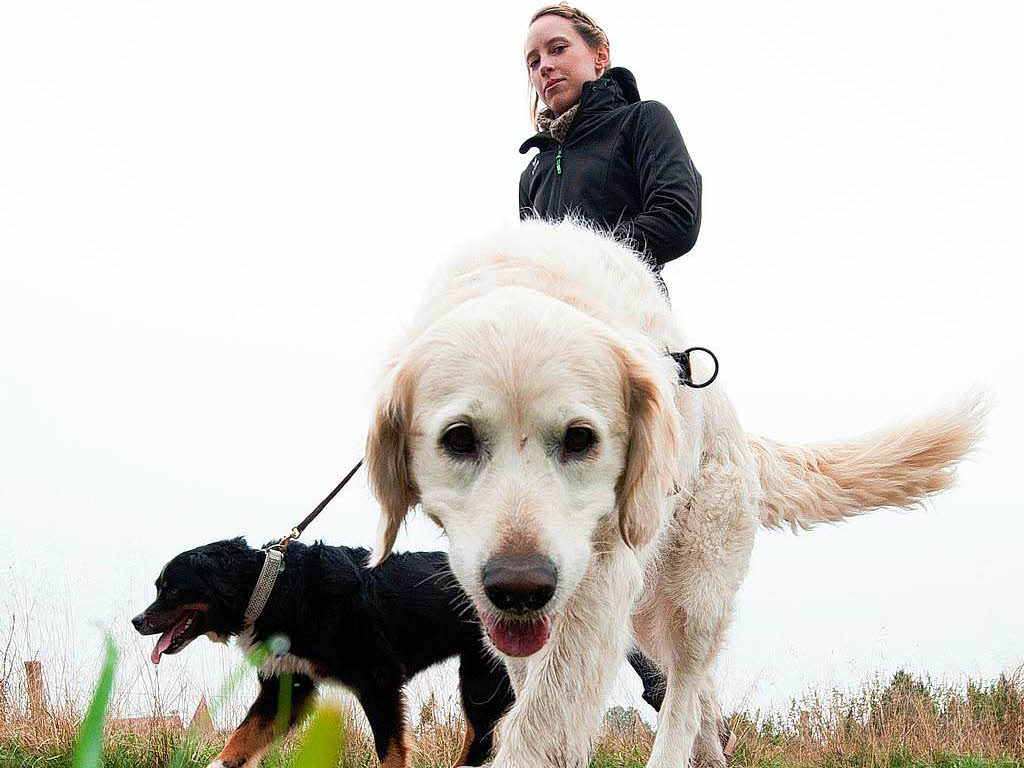 Hunde lieben lange Spaziergänge in der Natur. Hunde lieben lange Spaziergänge in der Natur.