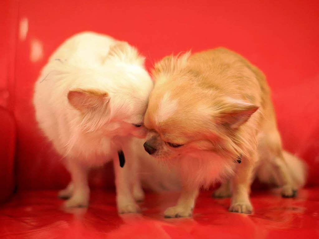 Zwei Chihuahuas beim Kuscheln. Zwei Chihuahuas beim Kuscheln.
