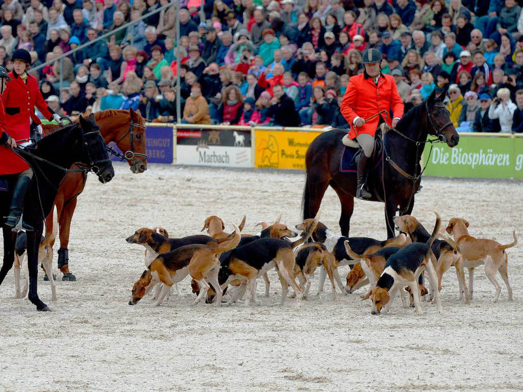 Hunde bei der Hengstparade in Marbach. Hunde bei der Hengstparade in Marbach.