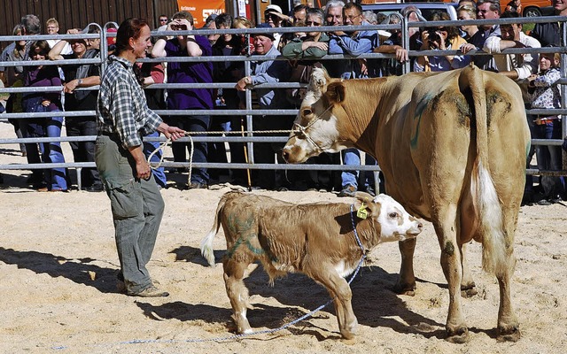 Die  Versteigerung der Rinder ist fr Bieter und Zuschauer interessant   | Foto: Edgar Steinfelder