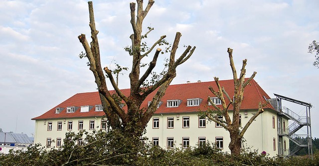 ber den richtigen Baumschnitt in Brei...er Sitzung des Technischen Ausschuss.   | Foto: Hans-Jochen Voigt