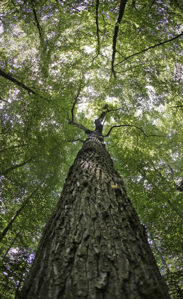 Heimisches Holz als Heizquelle will Elektra Baselland nutzen.   | Foto: dpa