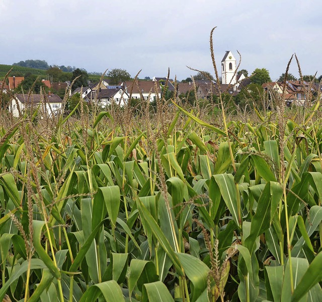 Auch zwischen Fischingen und Efringen-...hintereinander Mais gepflanzt werden.   | Foto: langelott