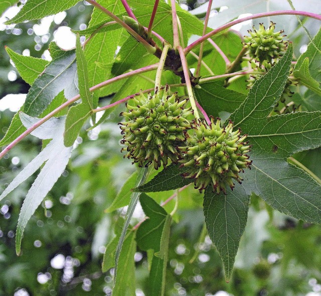 Langgestielt sind die Frchte des Amberbaumes.   | Foto: Pacha