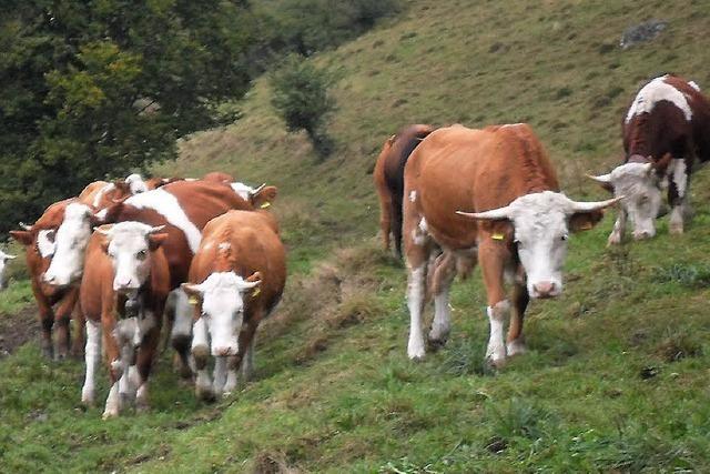 Geordneter Rckzug von der Belchenweide