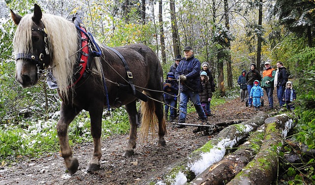 Wie anno dazumal: Holzrckearbeiten mit dem Pferd  | Foto: Thomas Kunz