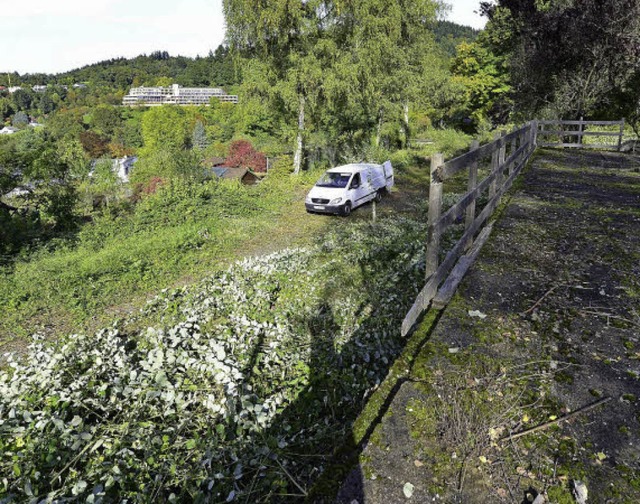 Das Gelnde in Herdern, auf dem ein ha...llen, wird schon vom Gestrpp befreit.  | Foto: Schneider