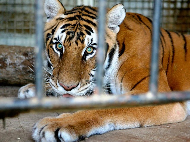 Traurige Augen: Ein Zirkus-Tiger hinter Gittern.  | Foto: dpa