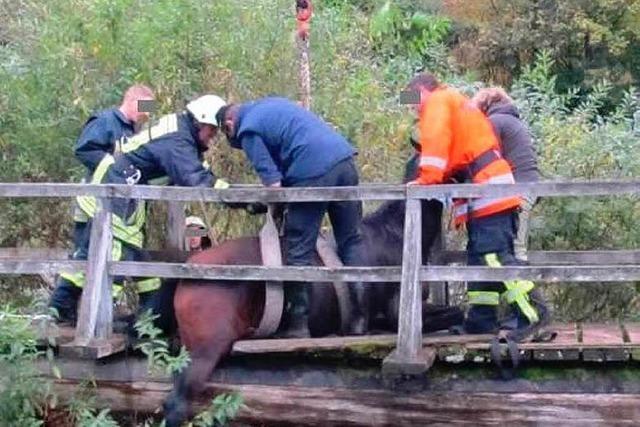 Pferd hngt fest – Retter zersgen eine Brcke in Waldkirch