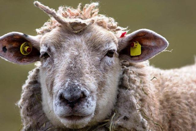 EU-Urteil: Schafe mssen Elektrochips tragen