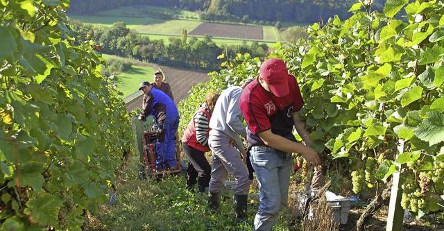 Weinbauern am Einbollen mssen wegen d...t weniger maschineller Hilfe   ernten.  | Foto: Frank Kiefer