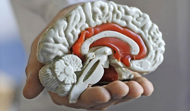 Das menschliche Gehirn ist ein faszini...e mehr drin ist, desto mehr geht rein.  | Foto: DPA