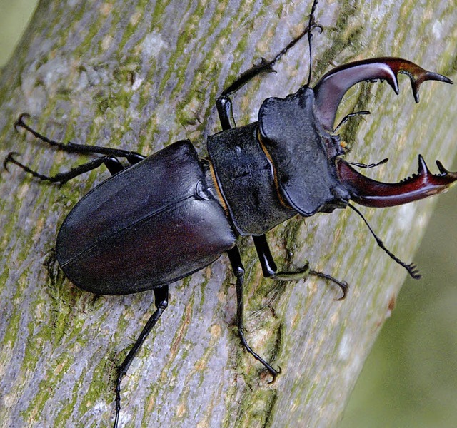 Wahrzeichen des Naturwaldpfades ist der Hirschkfer.   | Foto: Gerigk