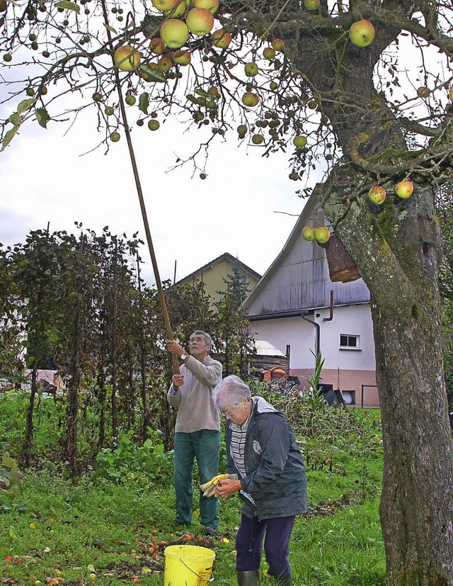 Margret und Roland Huber sind derzeit ...r Ernte ihrer Apfelbume beschftigt.   | Foto: Petra Wunderle, Lara Treffeisen (1)