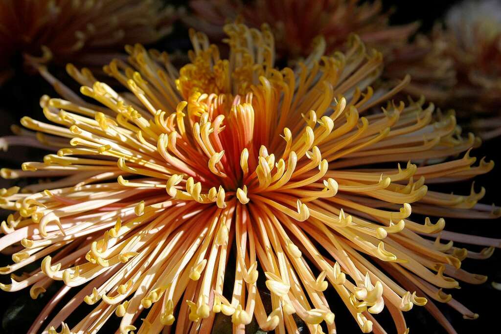 Das erste Chrysanthema-Wochenende: am Samstag von der Sonne verwhnt, am Sonntag Regen