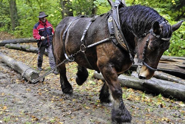 Waldhaus Freiburg: Holzarbeit mit einer Pferdestrke