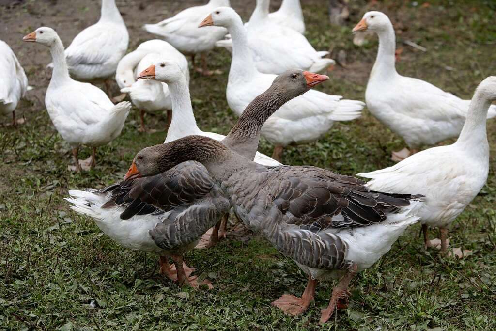 Sie haben viel Auslauf: die Enten des Lindenbrunnenhofs. 