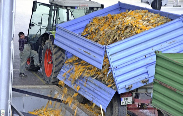 Ein Landwirt liefert seine Ernte beim Maiswerk in Heitersheim an.   | Foto: Gabriele Hennicke