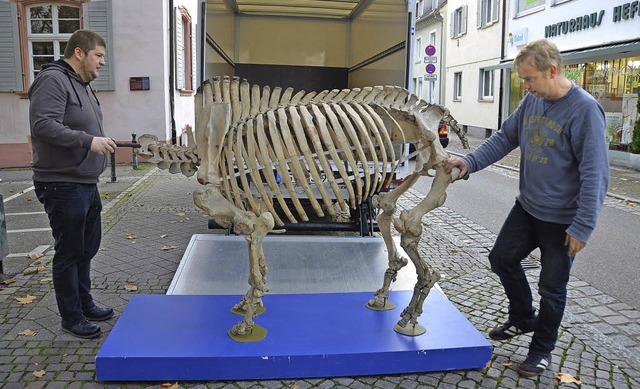 David Boomers (links) und Tycho Klettn...-Los, Nashorn-Raub in deutschen Museen  | Foto: Burgmaier Ralf