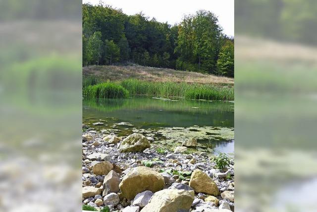 Im Kalkofengraben wchst ein Biotop