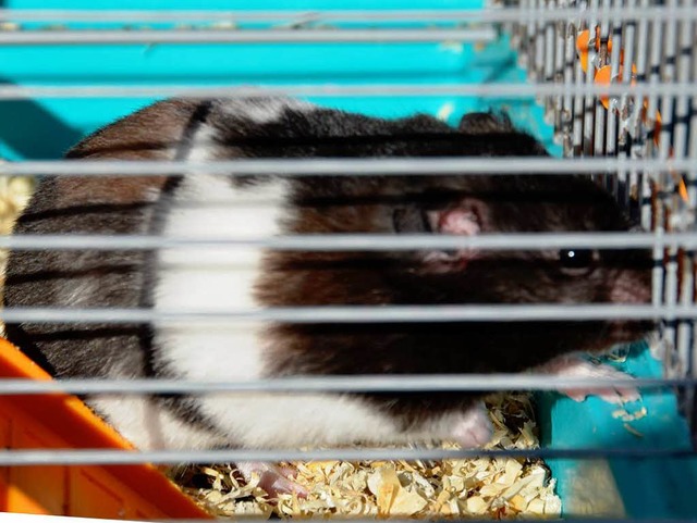 Dieser Hamster wurde einfach entsorgt &#8211; jetzt sucht er ein neues Zuhause.  | Foto: Felix Held