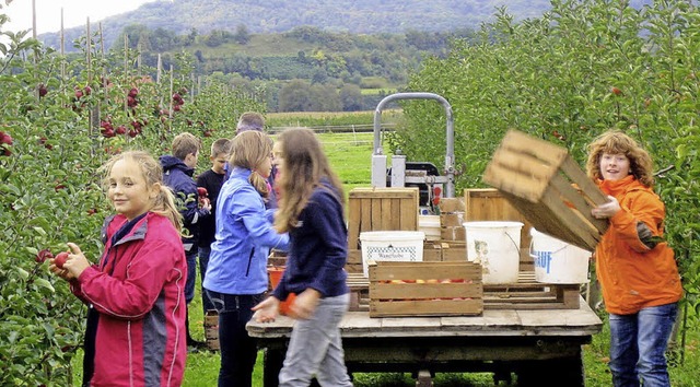 Apfelernte stand fr die Sechstklssler auf dem Stundenplan.  | Foto: Privat