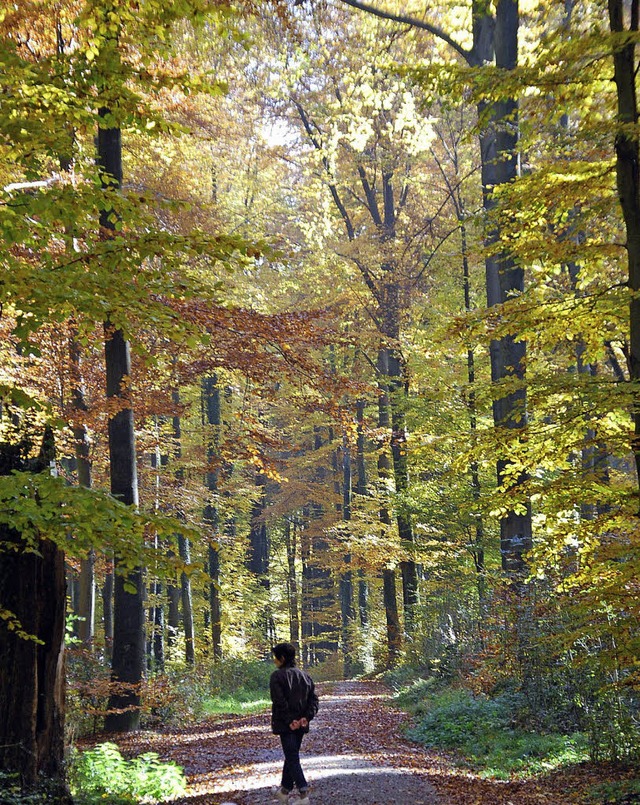 Der Wald ist beliebter Naherholungsrau...erin im herbstlichen Grenzacher Wald.   | Foto: Ralf Staub