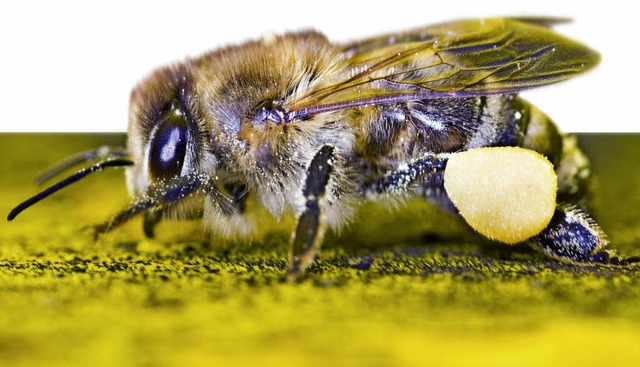 Verbreitet auch unerwnschte Pollen   | Foto: dpa