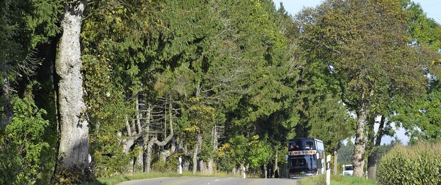 Diese Baumgruppe entlang der L157, sol...Verkehrssicherungspflicht bernehmen.   | Foto: Chris Seifried