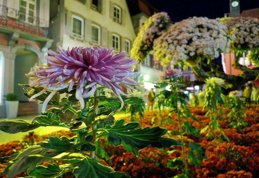 Ob bei Tag, ob bei Nacht: Die Blumenschau in Lahr zeigte sich in den vergangenen Tagen in einem guten Licht.