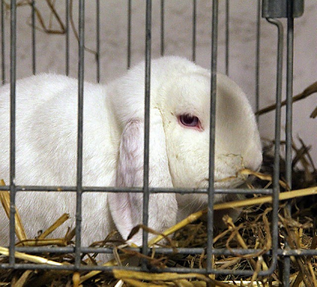 Hasen ganz unterschiedlicher Rassen ga...Lokalschau in  Ehrenkirchen zu sehen.   | Foto: Frowalt Janzer