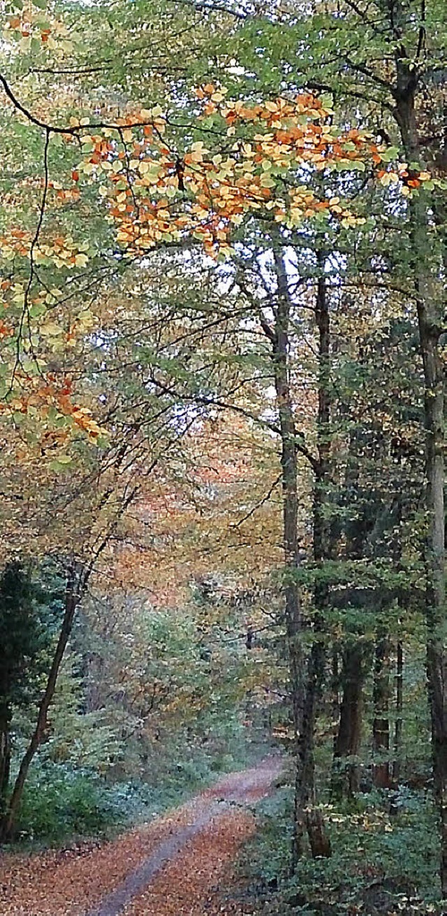 Herbstlicher Stadtwald: Whrend der Holzernte kann es zu Behinderungen kommen.   | Foto: N. Trenz