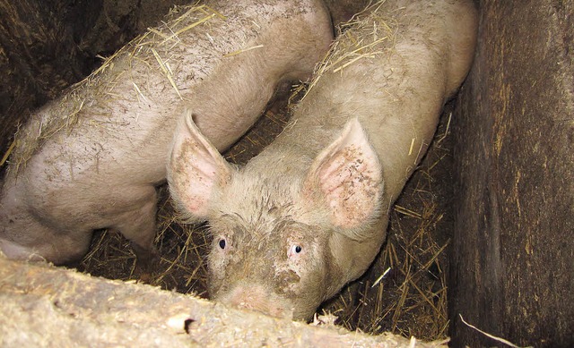 Arme Schweine:  In einem verdreckten u...e Amtstierrzte eingriffen.             | Foto: landratsamt