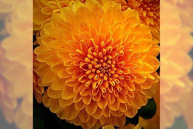 CHRYSAN-THEMA: Eine neue Zchtung