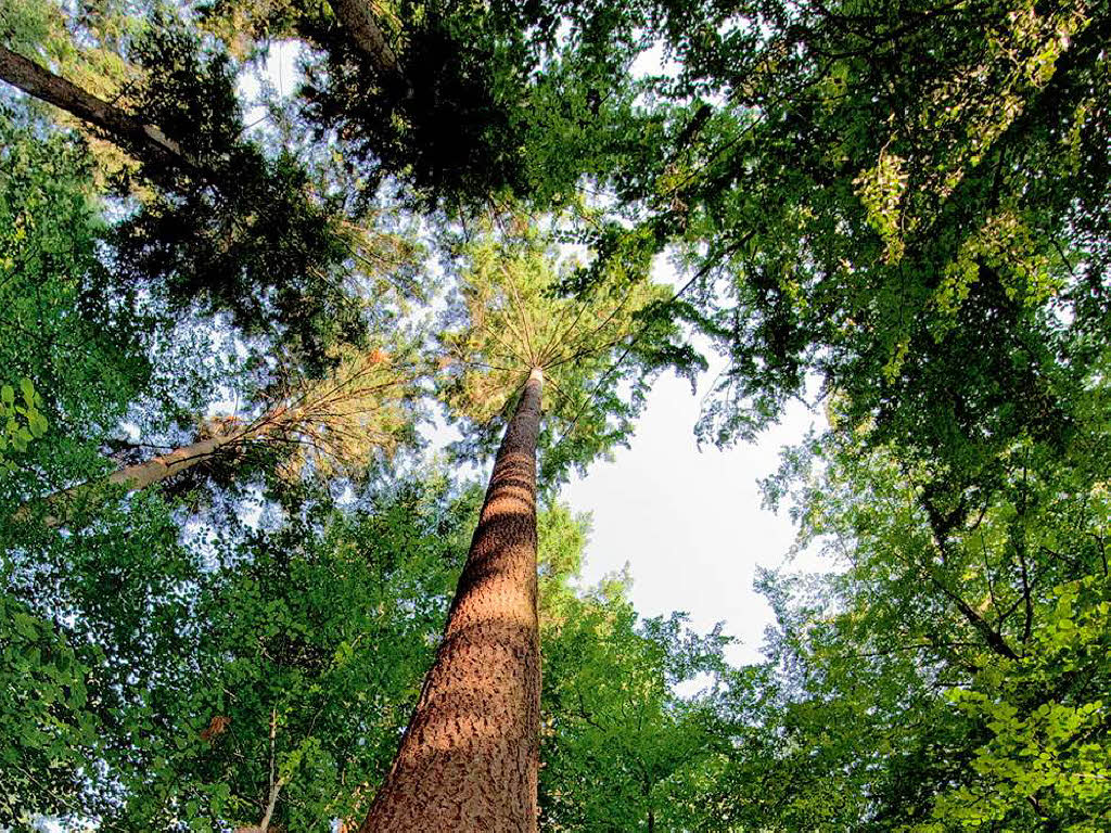 Deutschlands höchster Baum und andere Freiburger 100er Freiburg